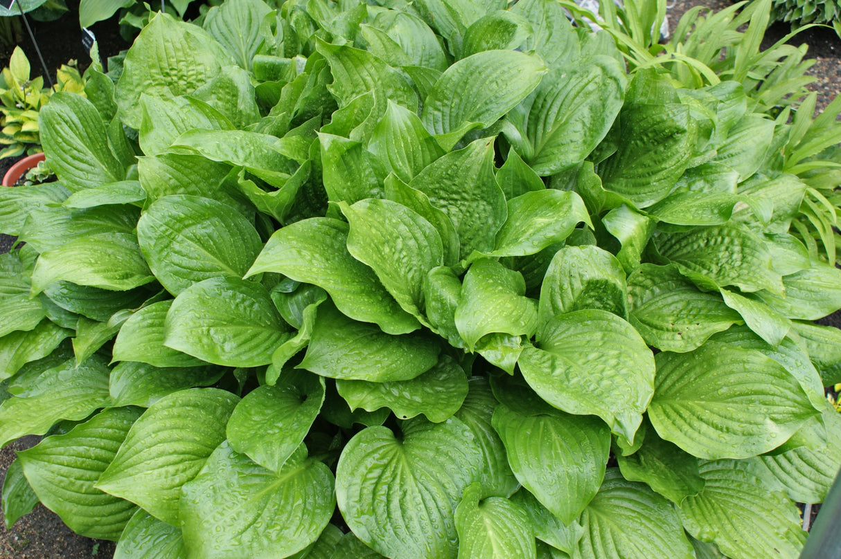 Royal Standard Hosta