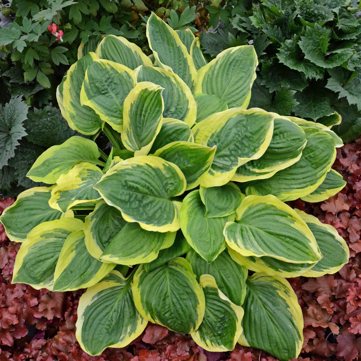 Royal Wedding PP26727 Hosta