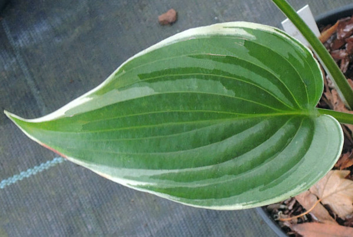 Sada Hosta