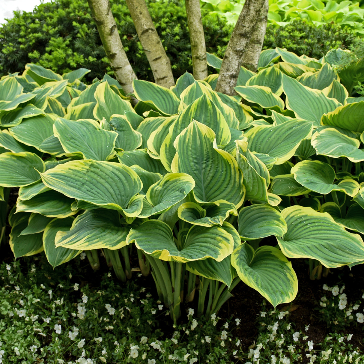 Sagae Hosta