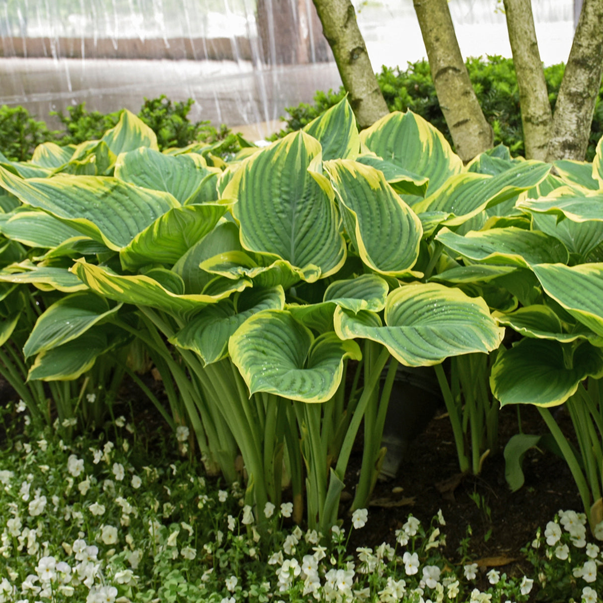 Sagae Hosta