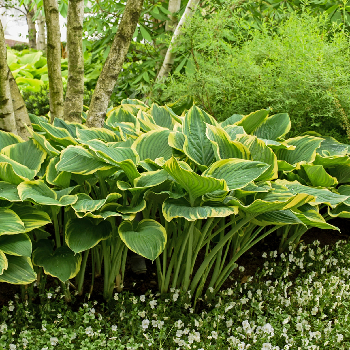 Sagae Hosta