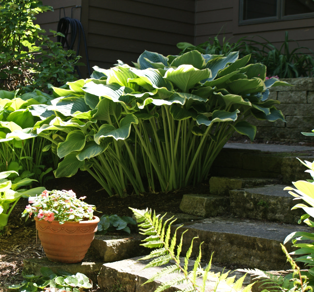 Sagae Hosta