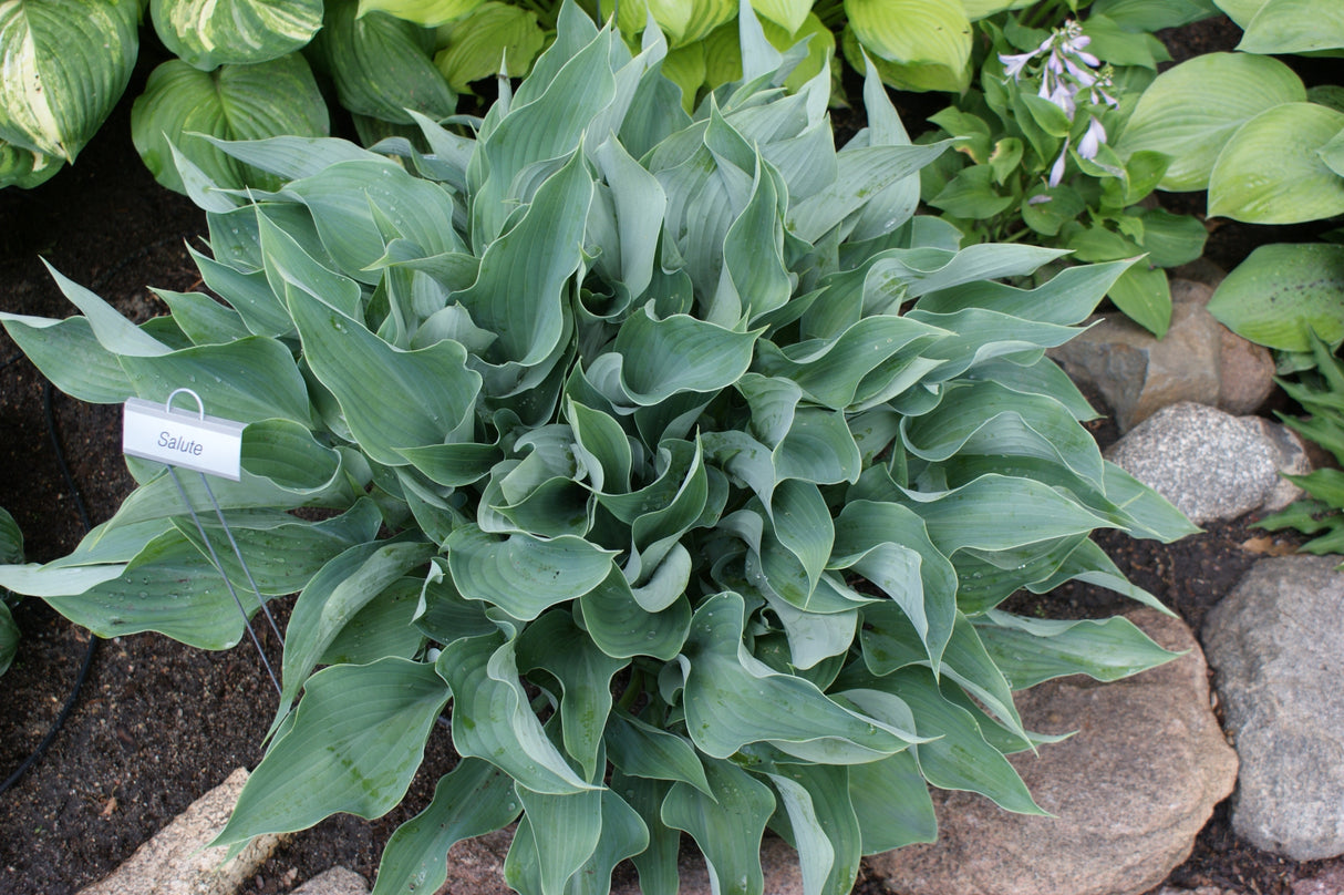 Salute Hosta