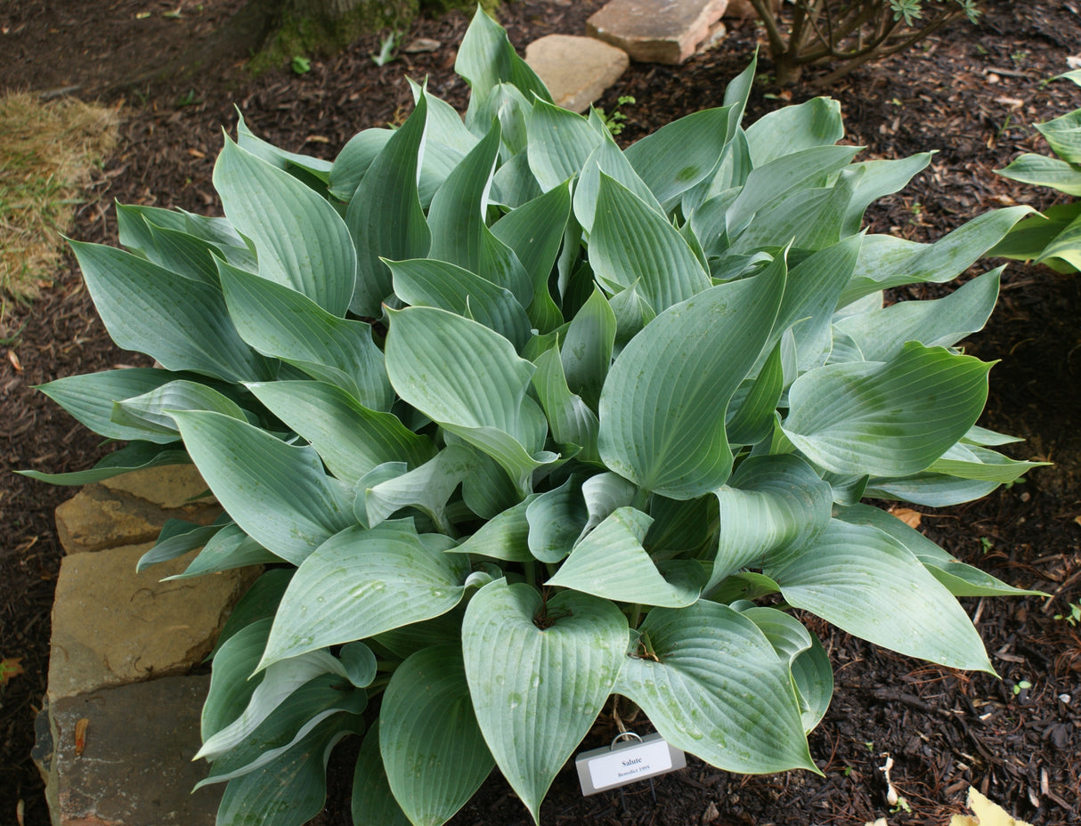 Salute Hosta