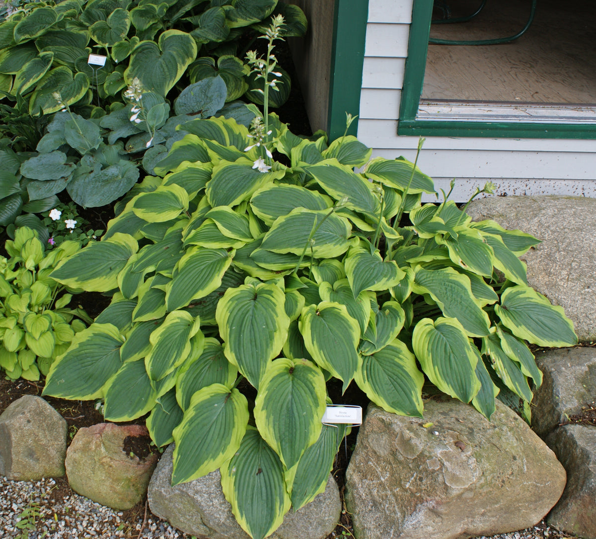 Satisfaction Hosta