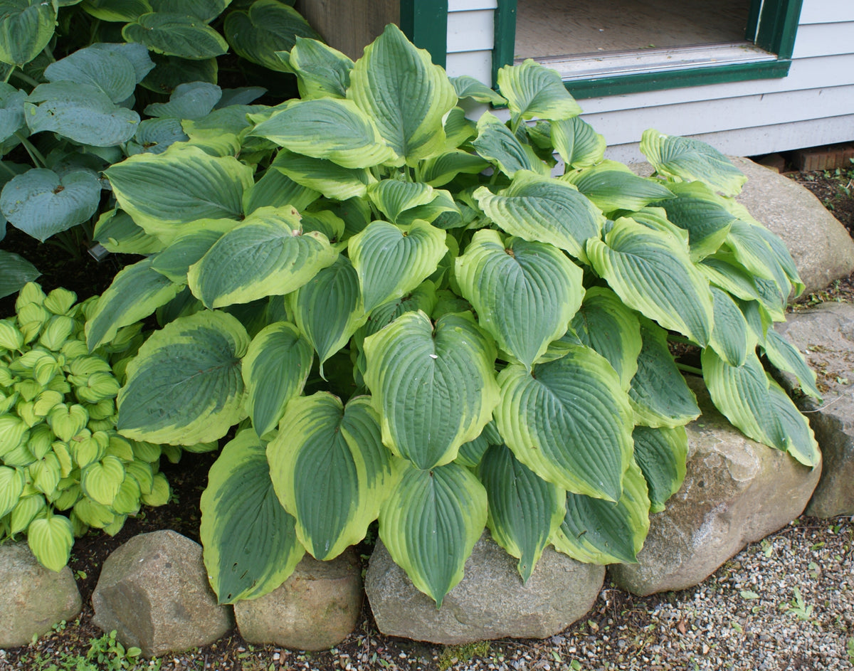 Satisfaction Hosta