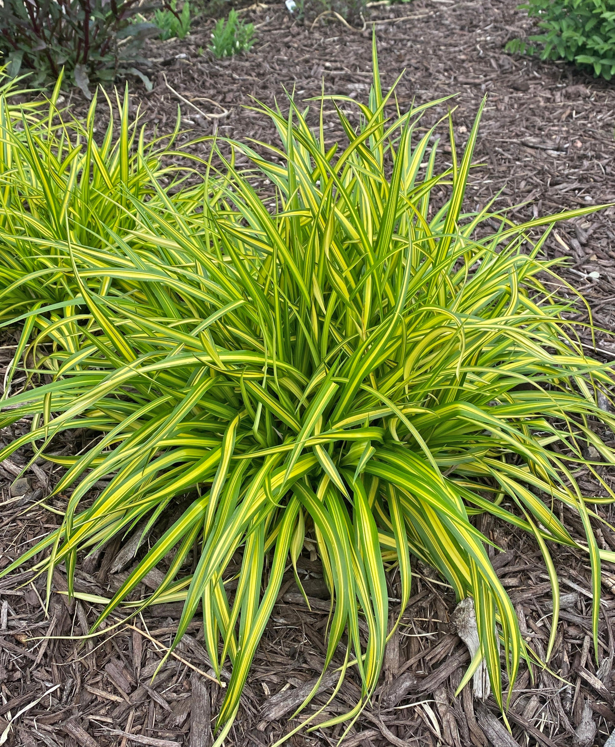 Scirpus pendula 'Stars and Stripes'