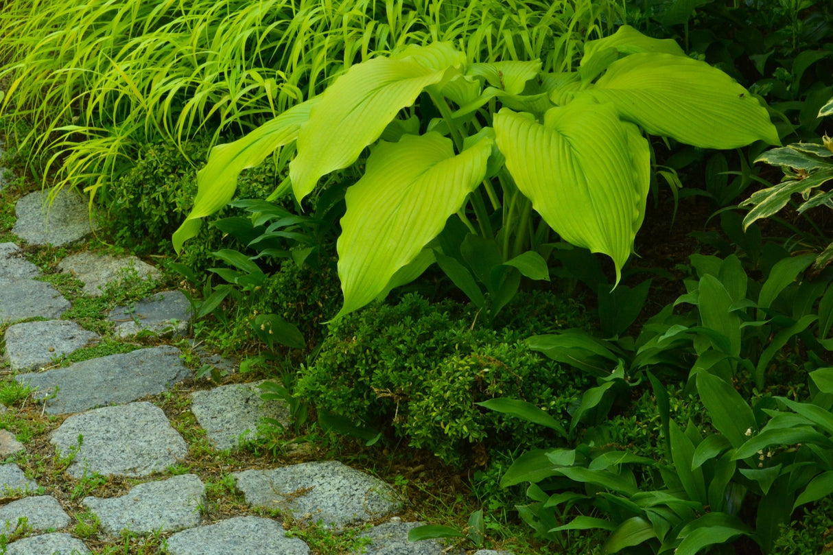 Scituate Sunrise Hosta