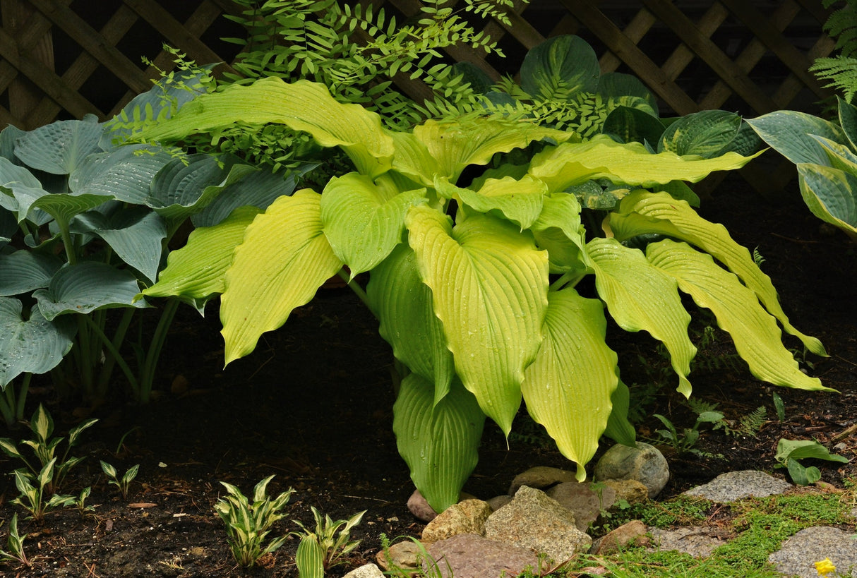 Scituate Sunrise Hosta