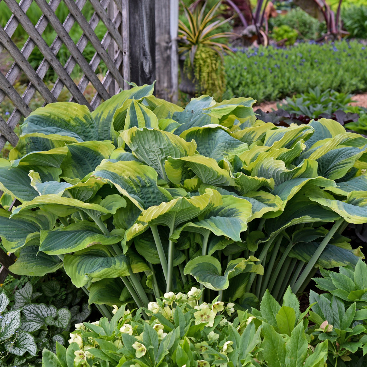 Seducer Hosta PP22413