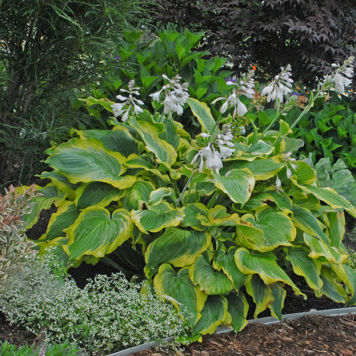 Seducer Hosta PP22413