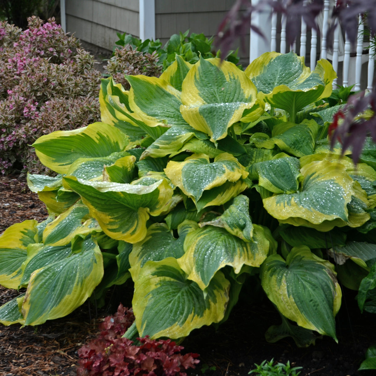 Seducer Hosta PP22413