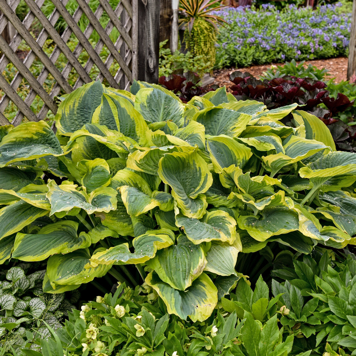 Seducer Hosta PP22413