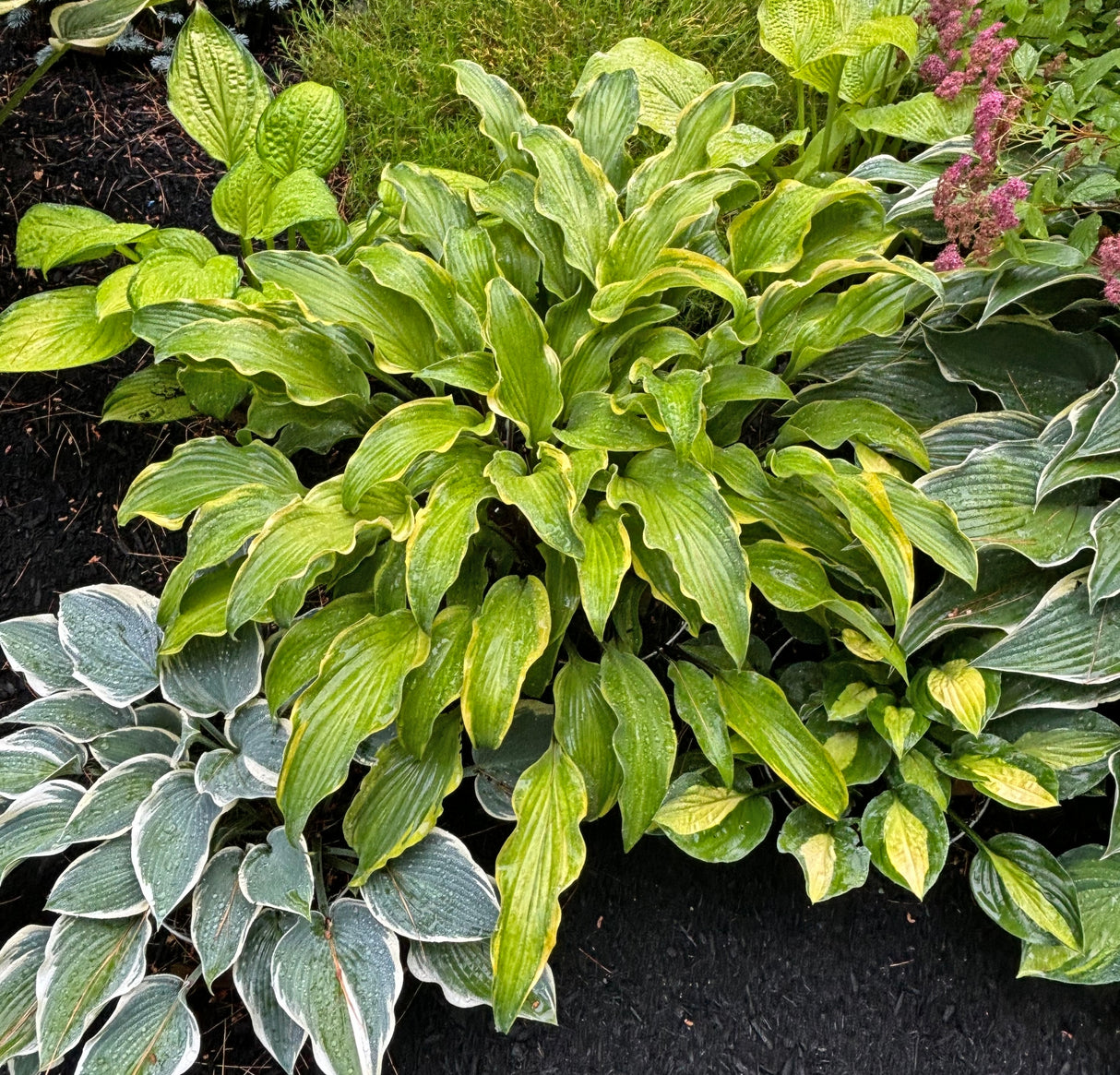 See No Evil Hosta