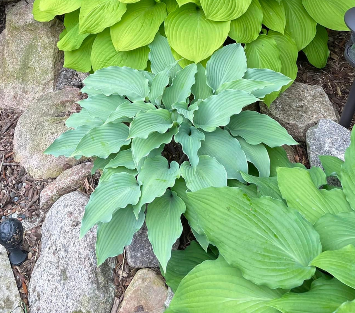 Shamrock Shake Hosta