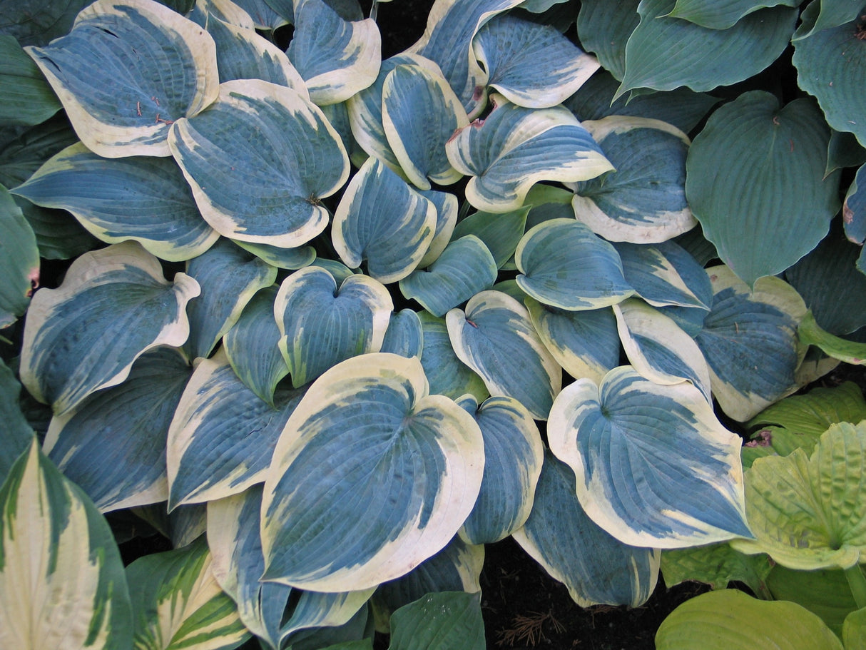 Shimmer Hosta