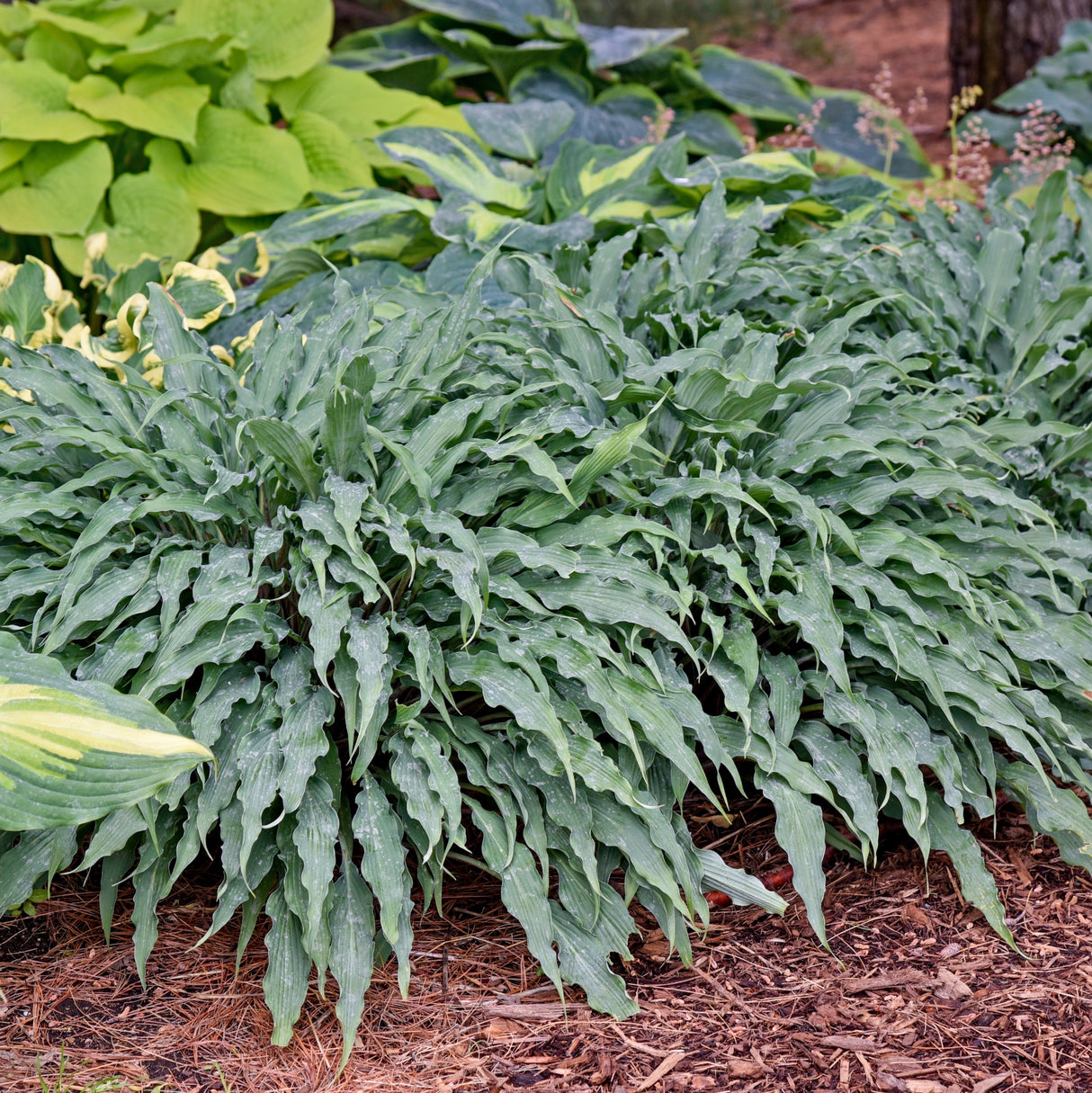 Silly String Hosta PP32127
