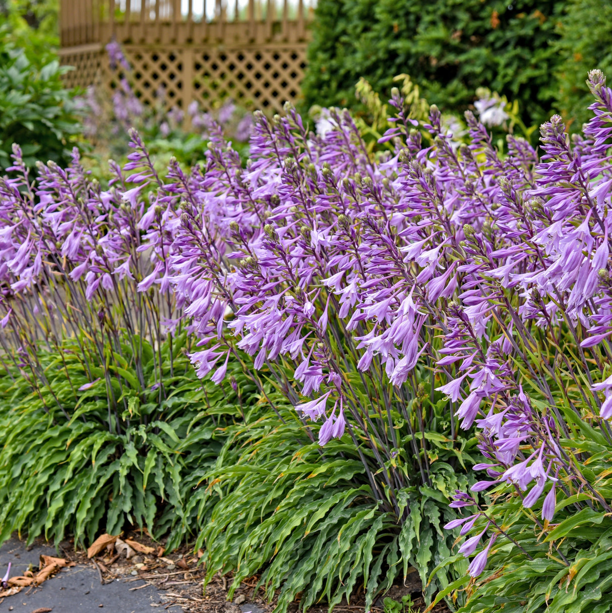 Silly String Hosta PP32127