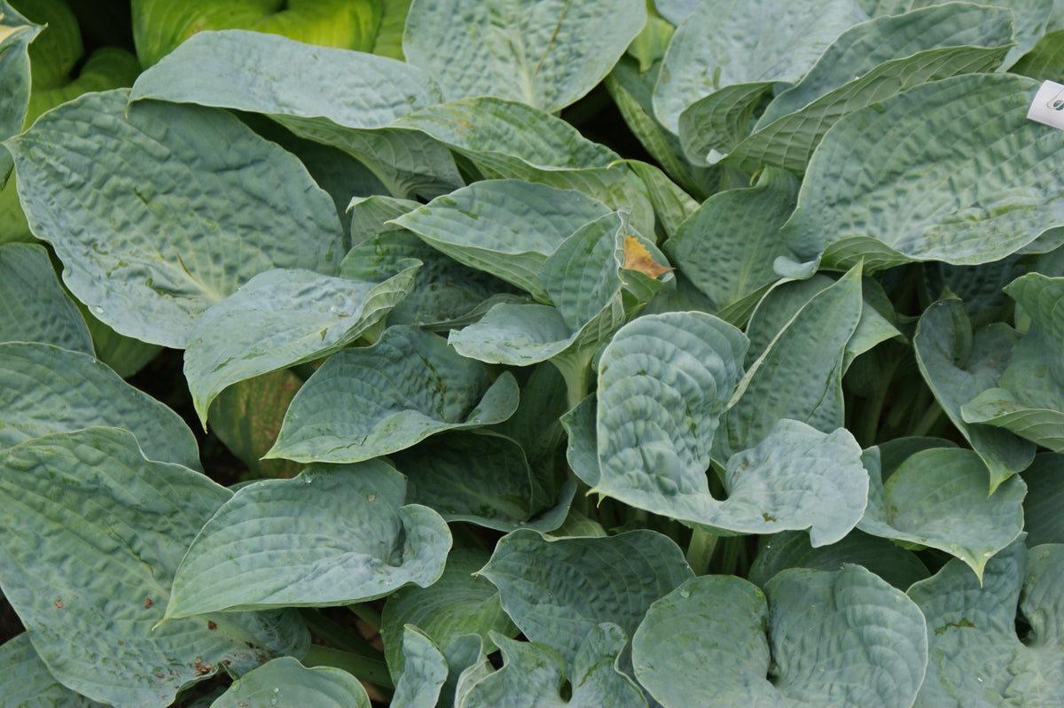 Silver Bay Hosta