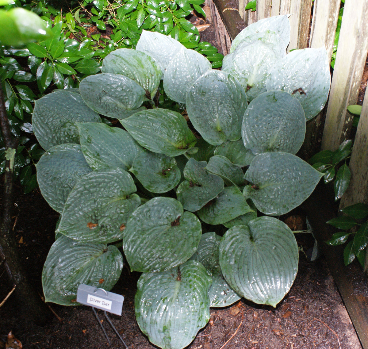 Silver Bay Hosta