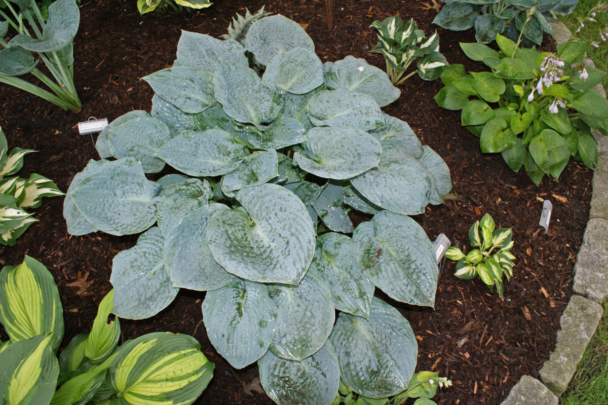Silver Bay Hosta