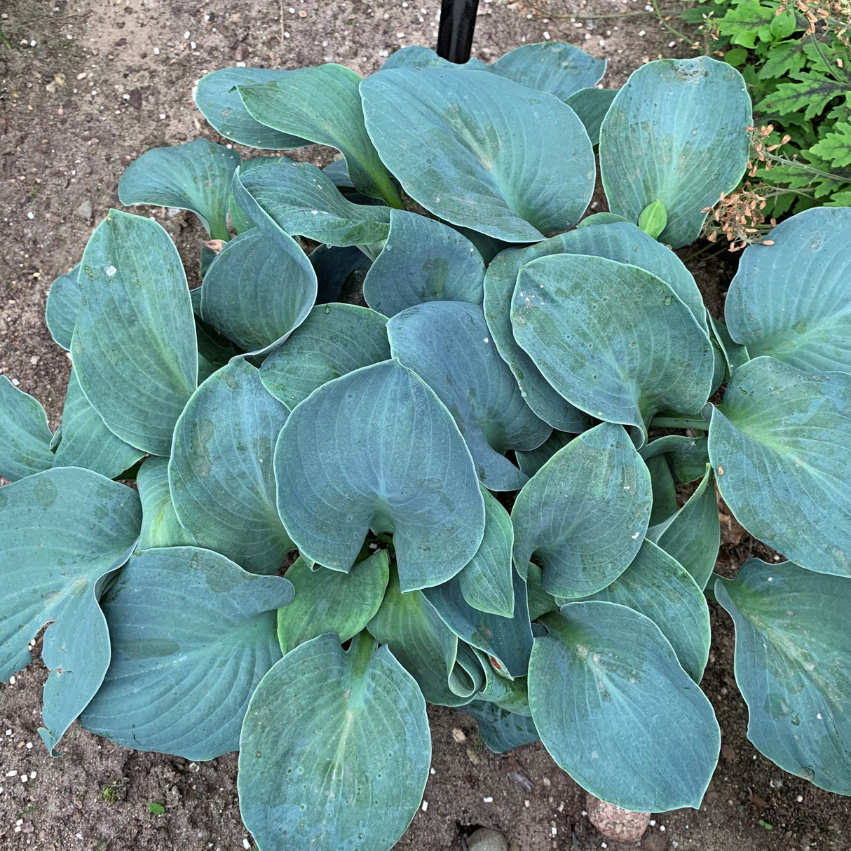 Silver Bullet PP34225 Hosta