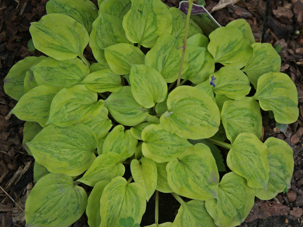 Silver Threads and Golden Needles Hosta