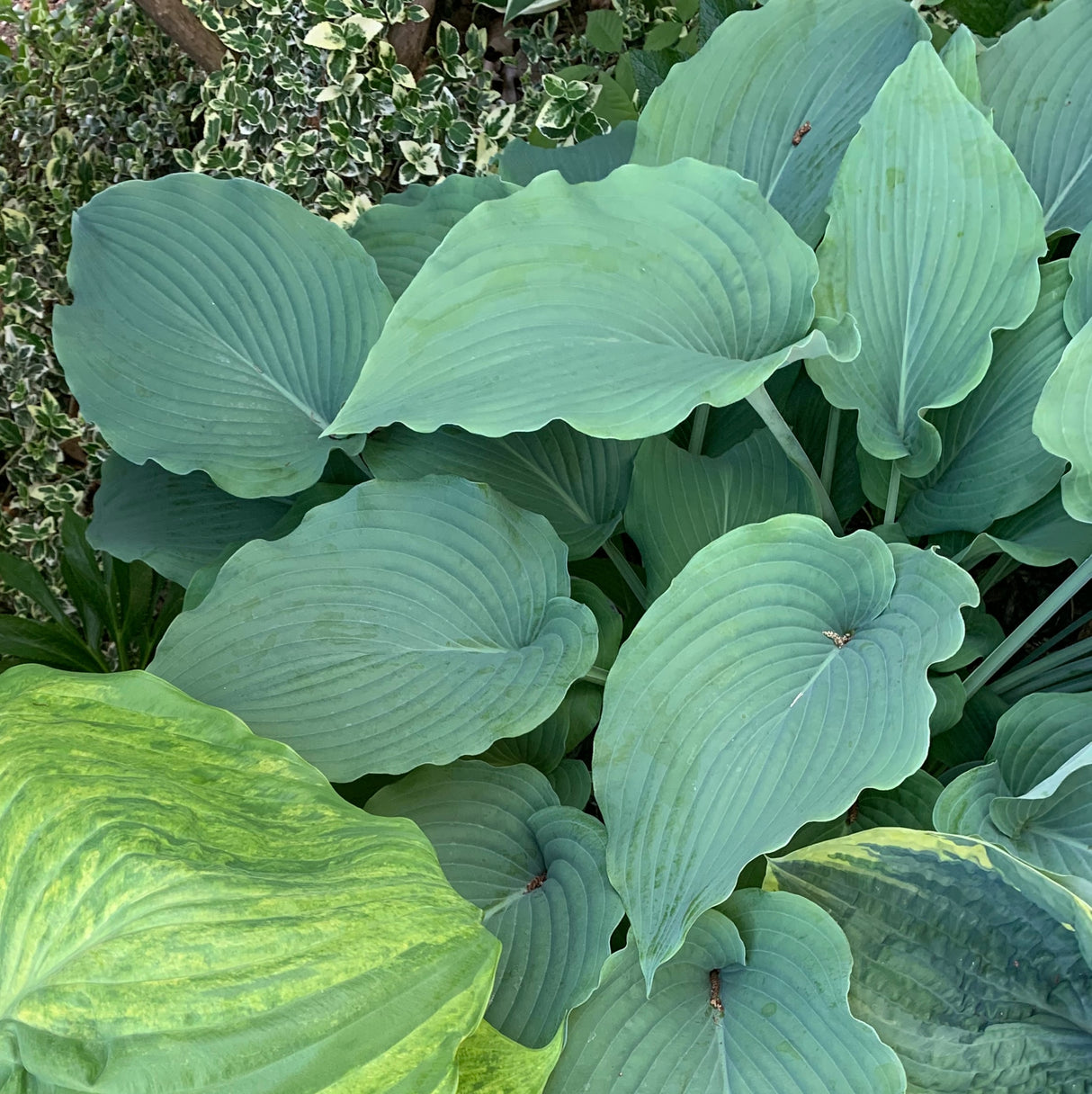 Silver Serenity Hosta