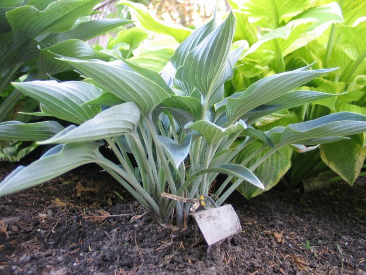 Silver Tongued Devil Hosta