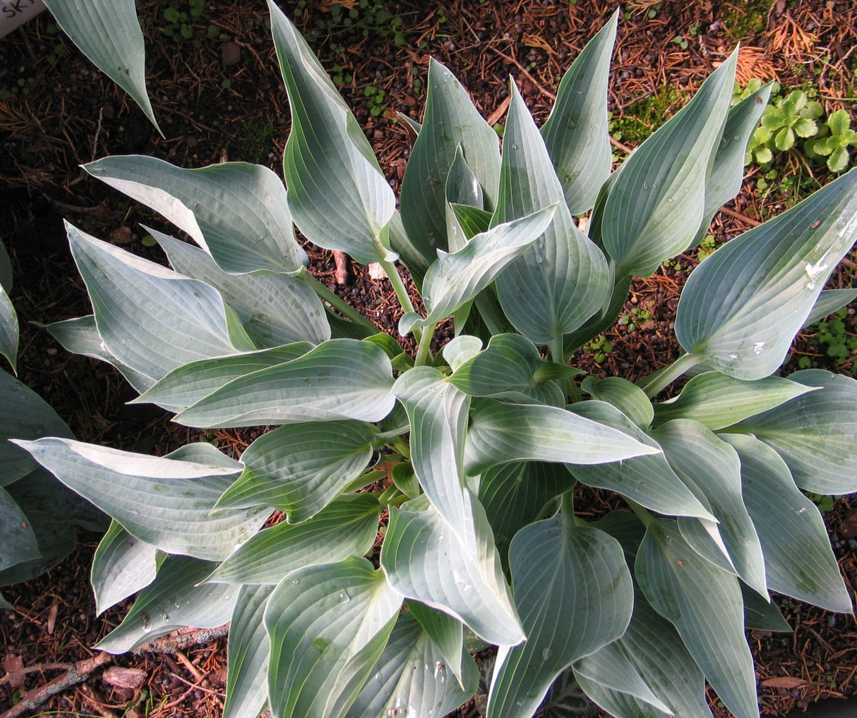 Silver Tongued Devil Hosta