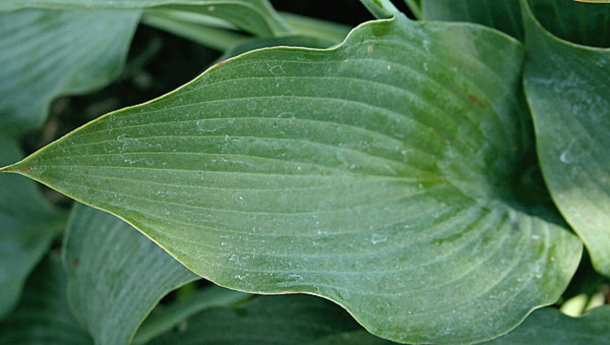 Sioux Hosta