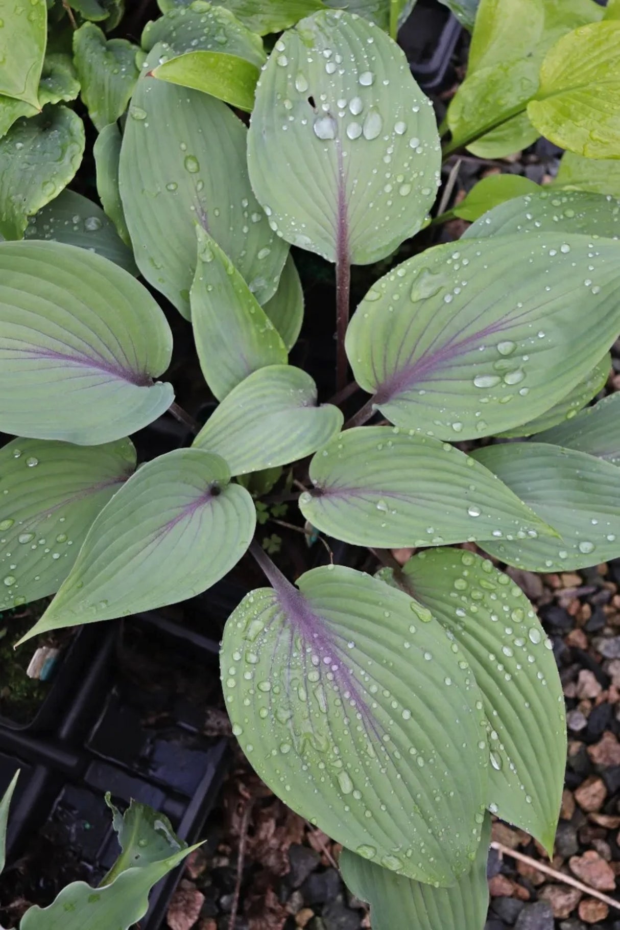 Sip of Wine Hosta