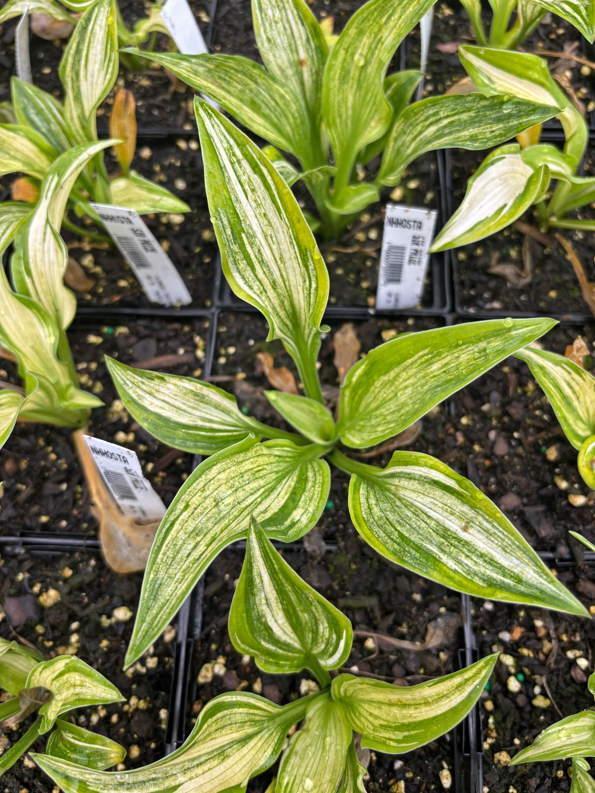 Sir Prize Hosta
