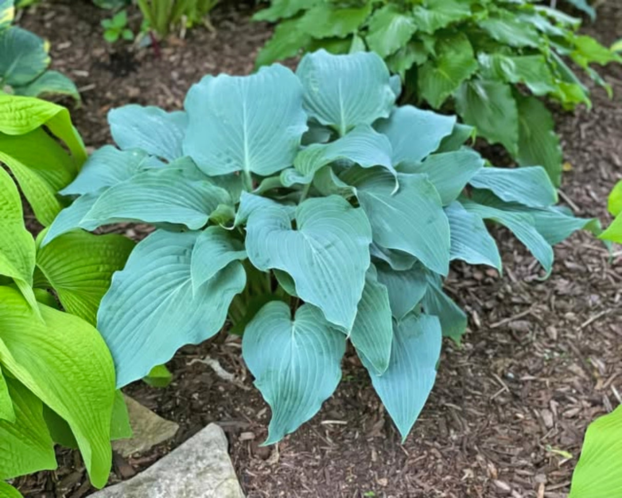 Skyfall Hosta