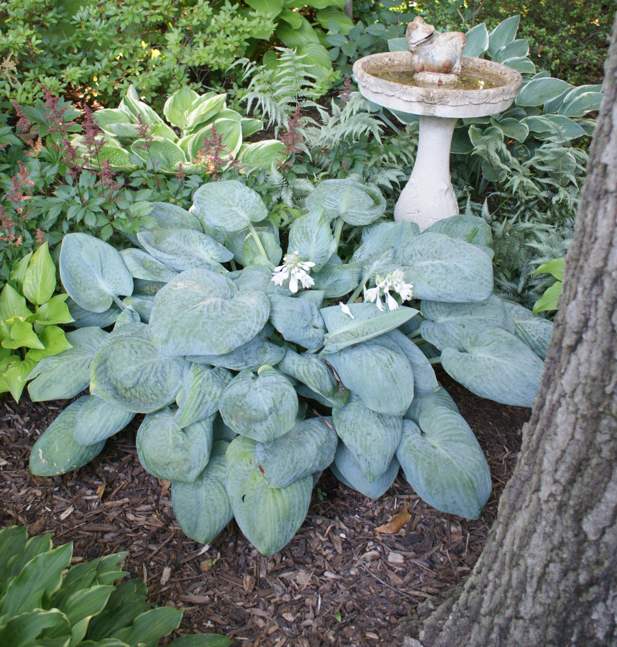 Skylight Hosta