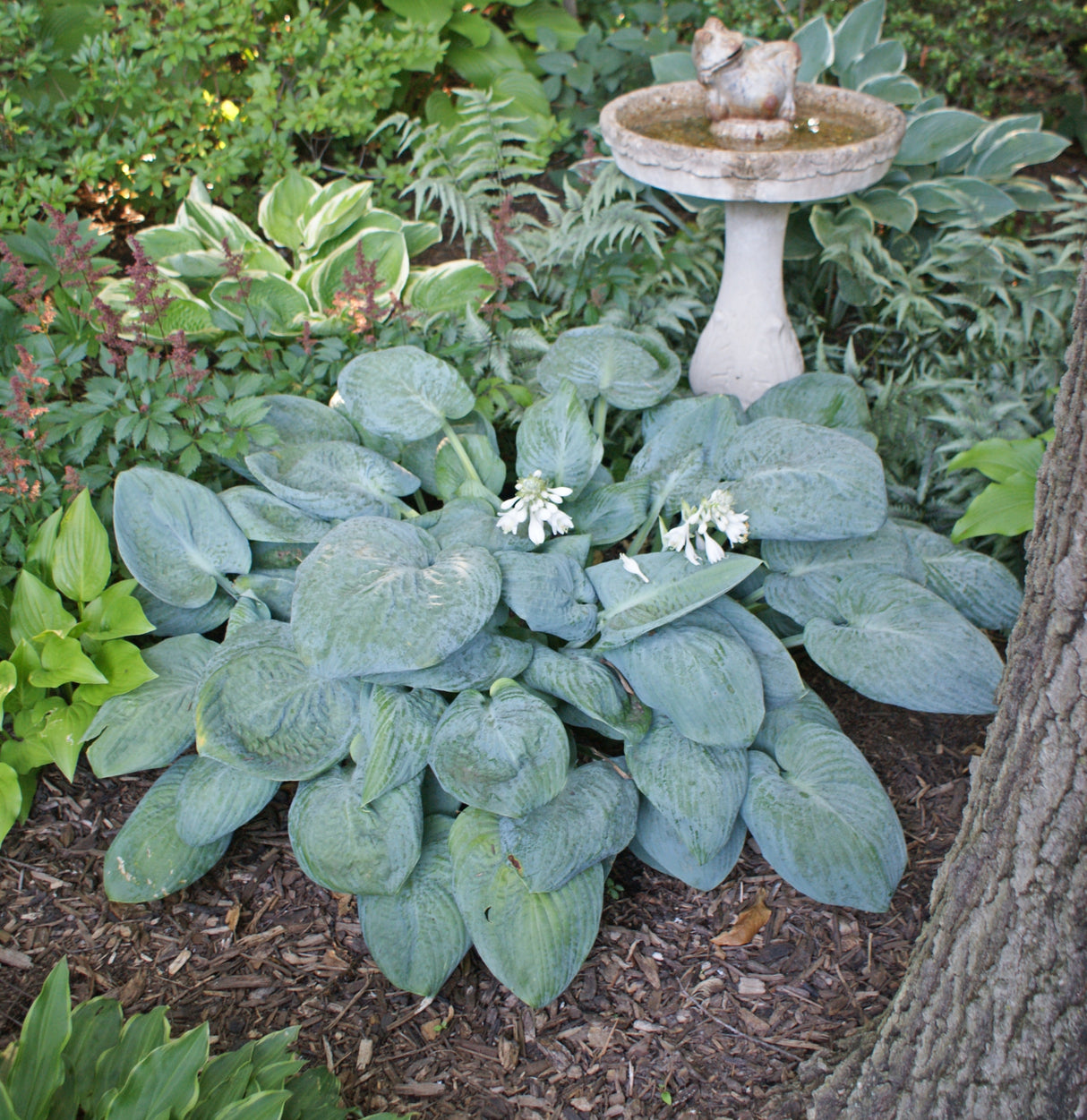 Skylight Hosta