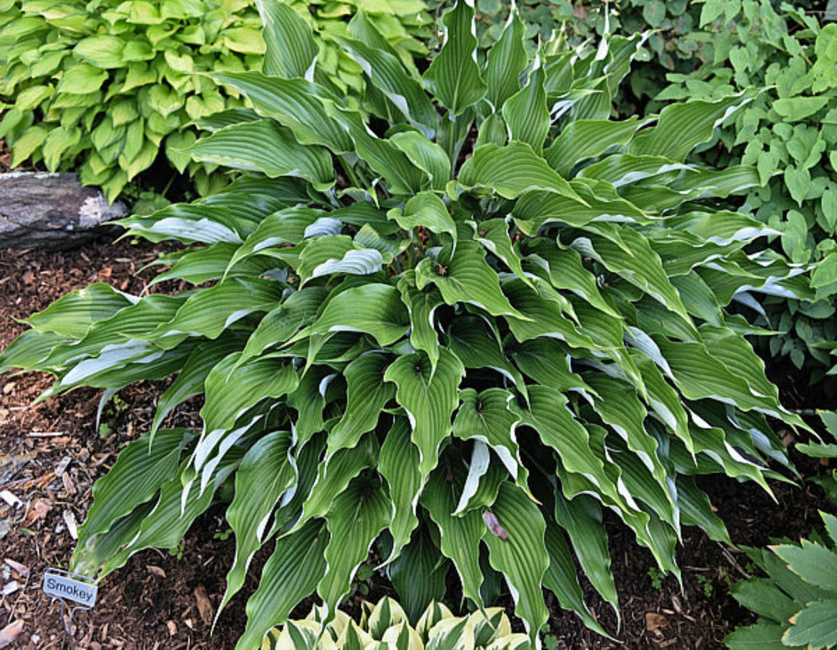 Smokey Hosta