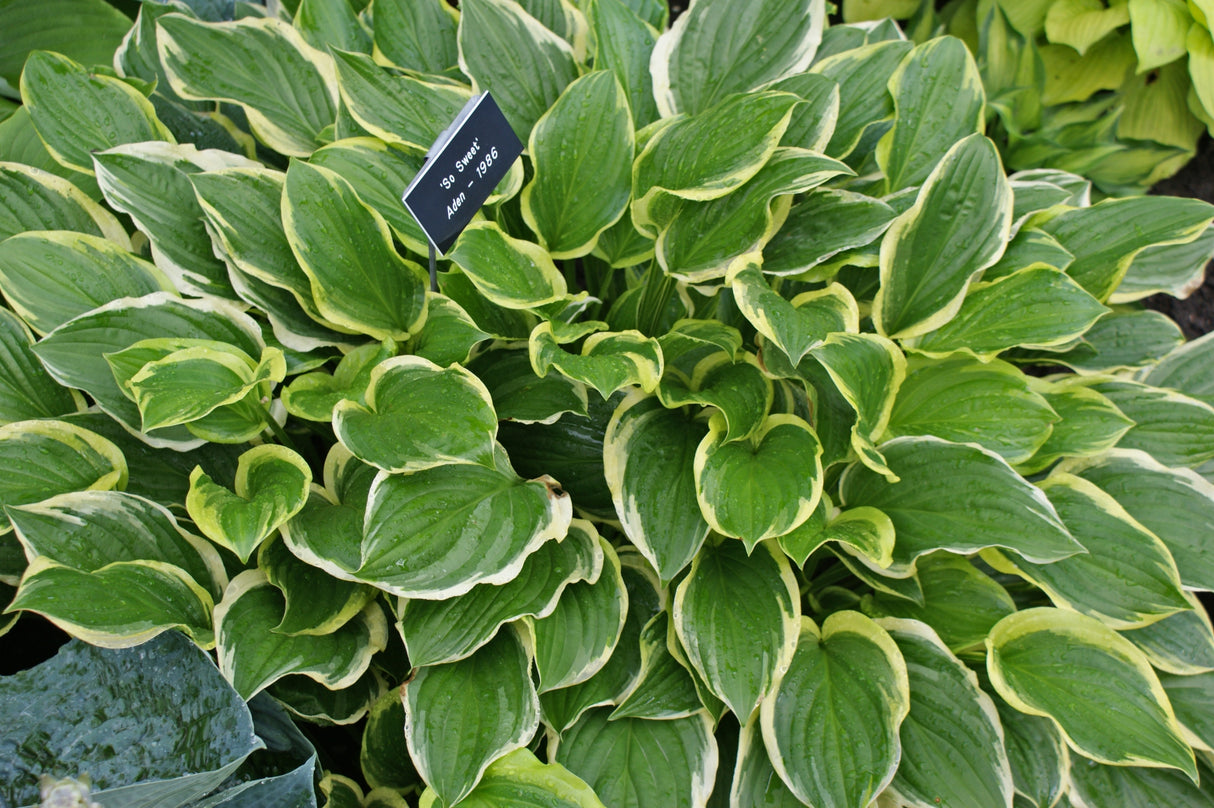 So Sweet Hosta