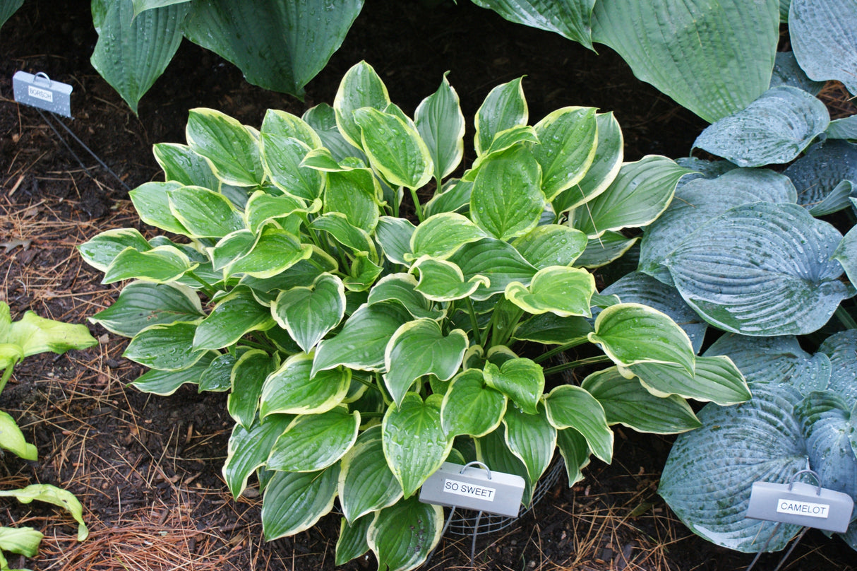 So Sweet Hosta