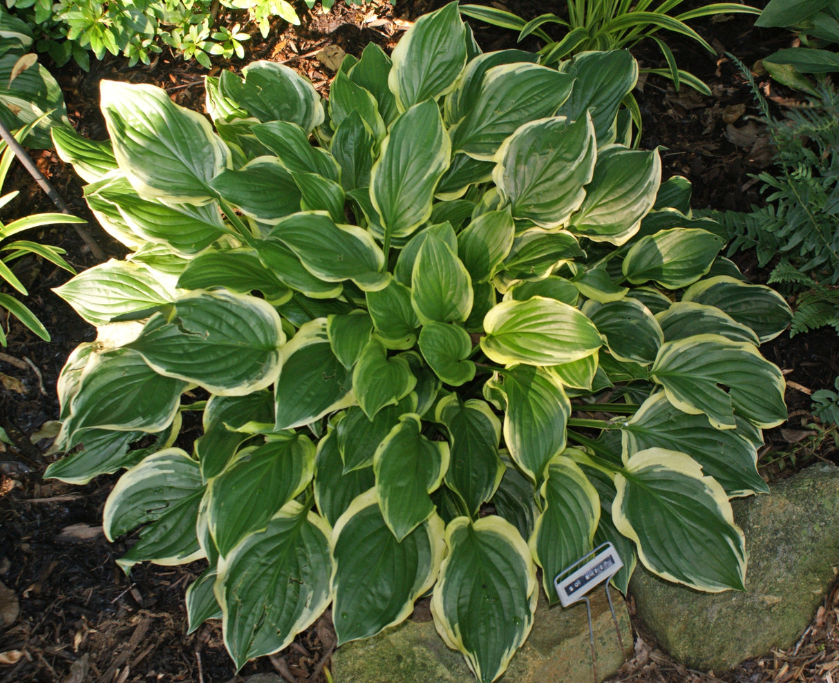 So Sweet Hosta