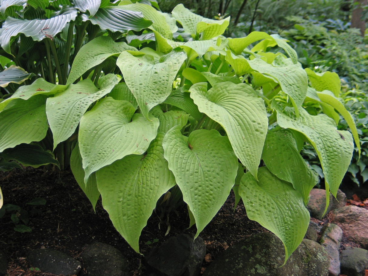 Soul Shine Hosta