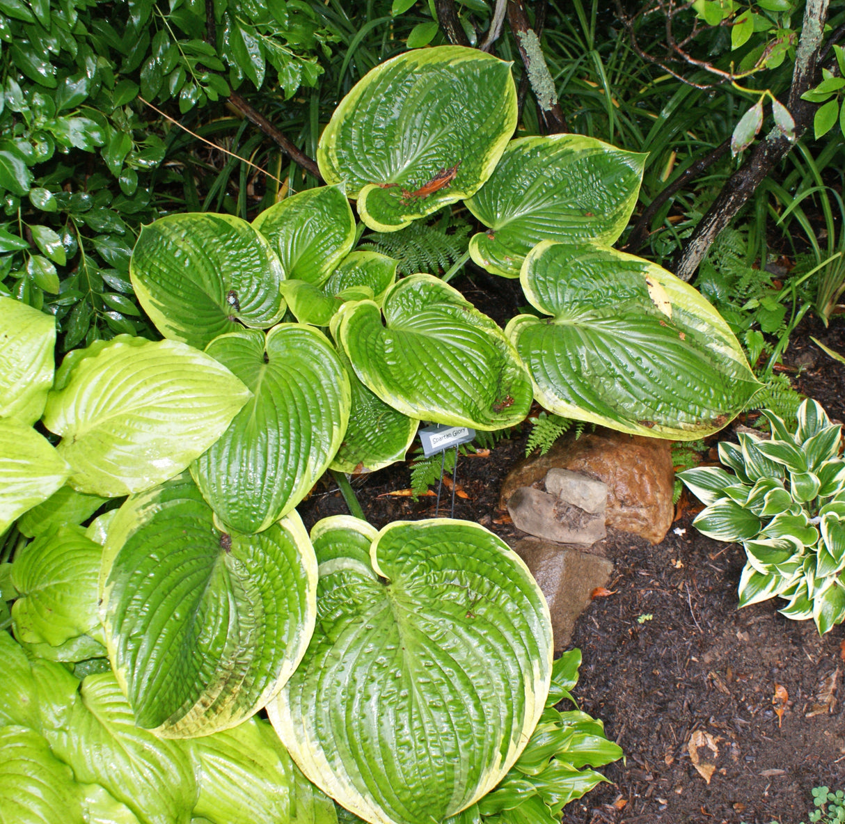 Spartan Glory Hosta