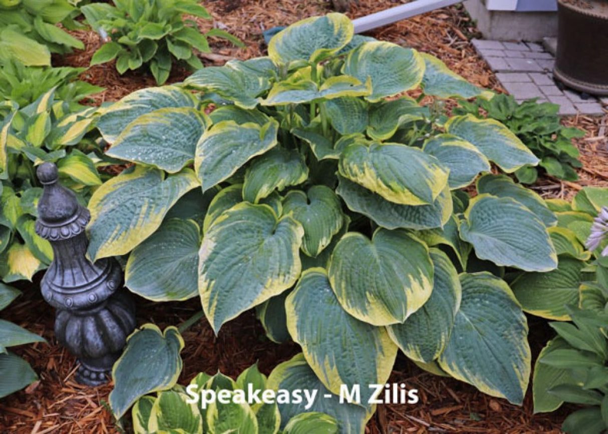 Speakeasy Hosta (NEW For 2024!) Available in May!