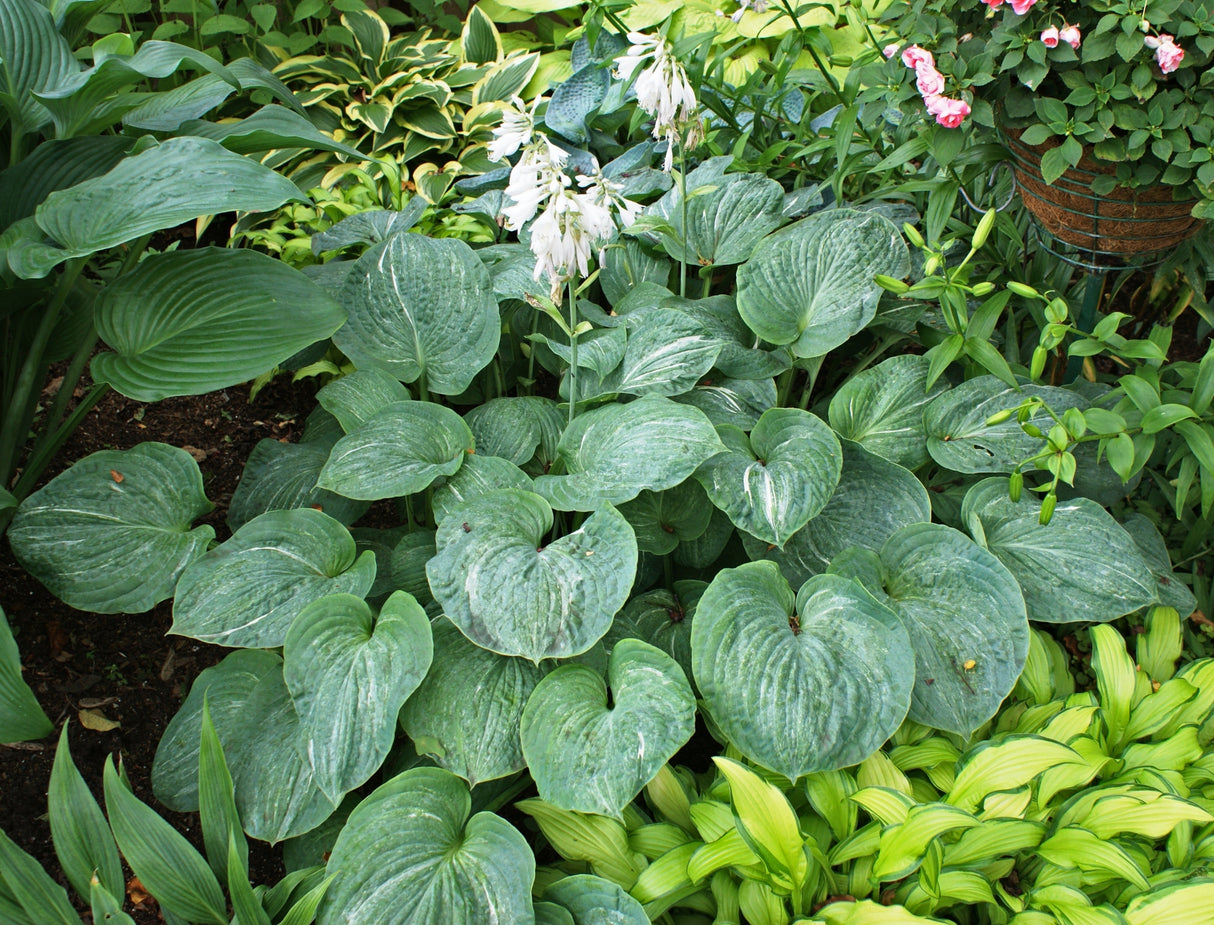 Spilt Milk Hosta