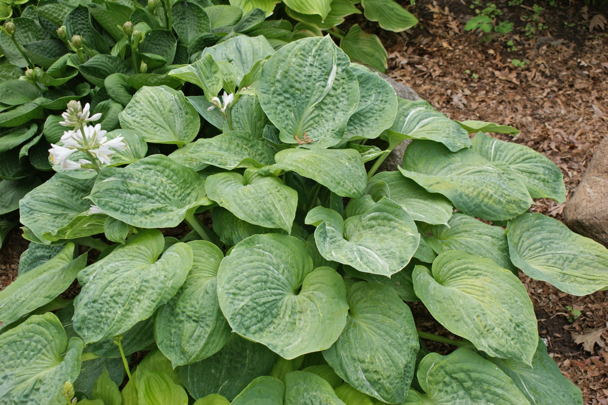 Spilt Milk Hosta