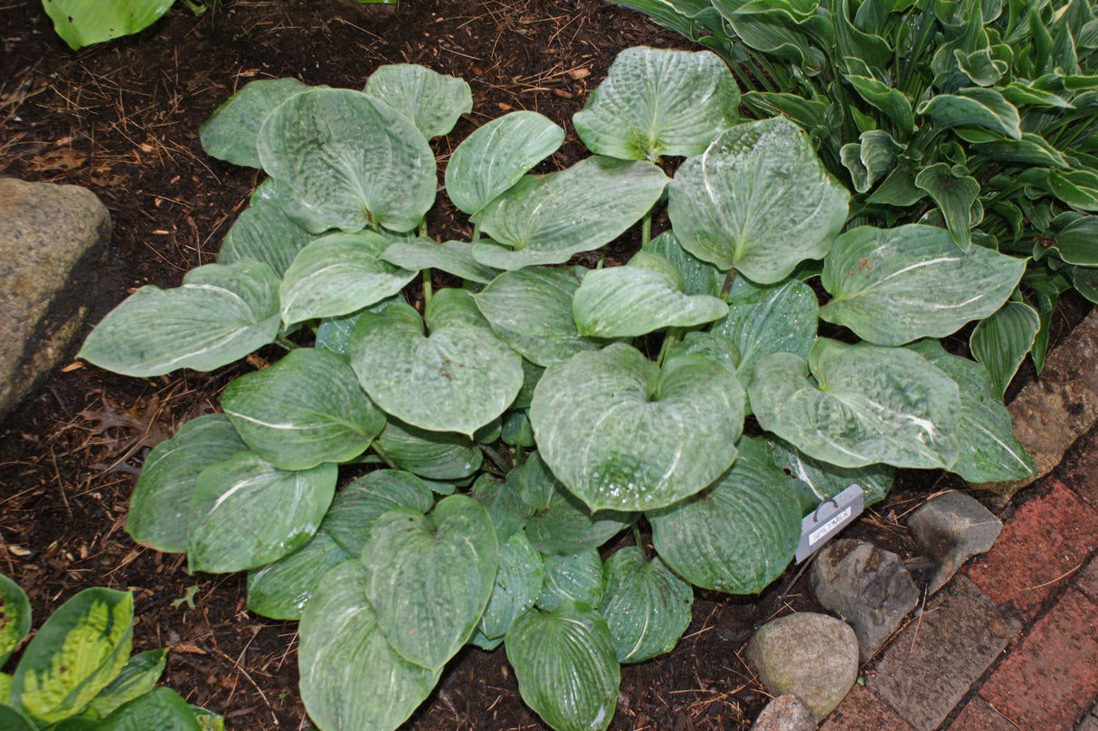 Spilt Milk Hosta