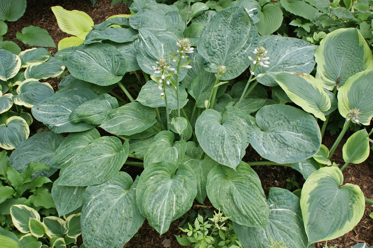 Spilt Milk Hosta