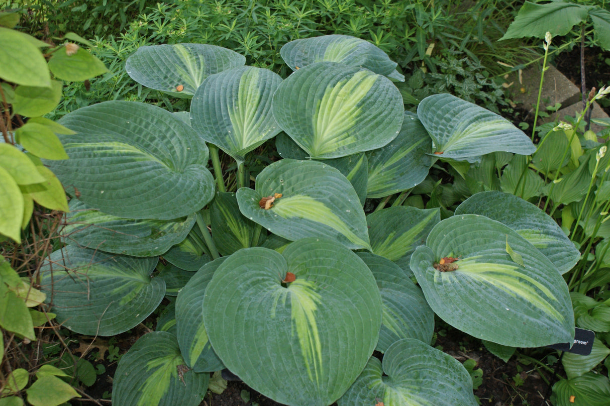 St. Paul Hosta
