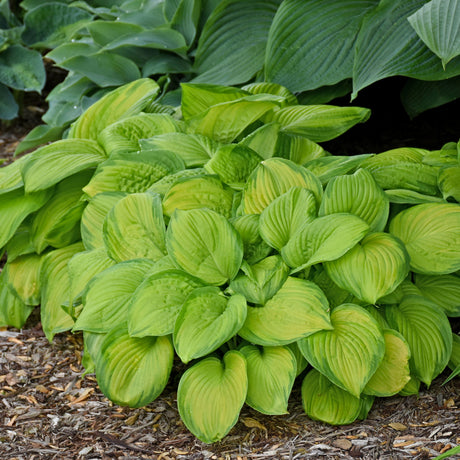Stained Glass Hosta